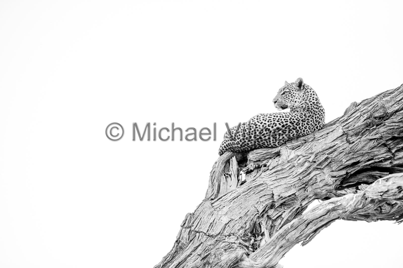 Black and White Photography